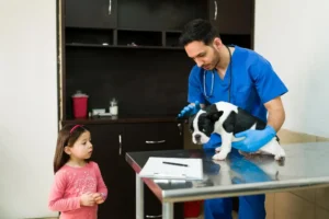 Elementary Girl Taking Her Beautiful Pet Vet Because Injury Professional Latin Veterinarian Working With Cute Boston Terrier Exam Room