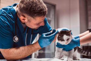 male-veterinarian-examining-cat-ear