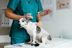 Close Up Veterinarian Taking Care Dog
